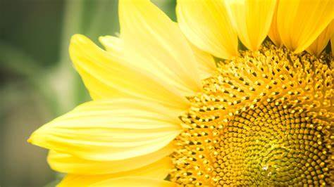 [동백] 8월 문화가 있는 날 <슈링클스 책갈피 만들기> 2차